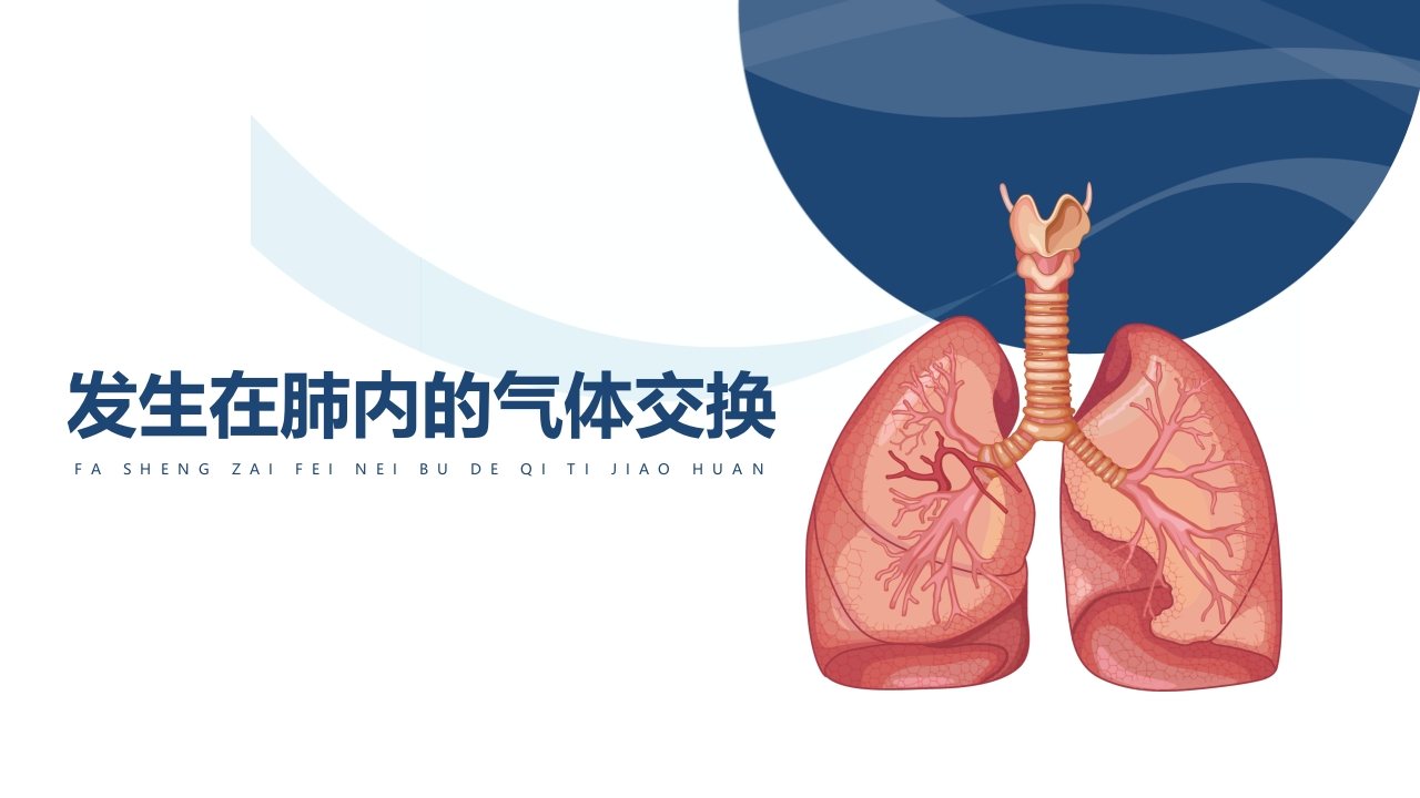 发生在肺内的气体交换2-医者文库