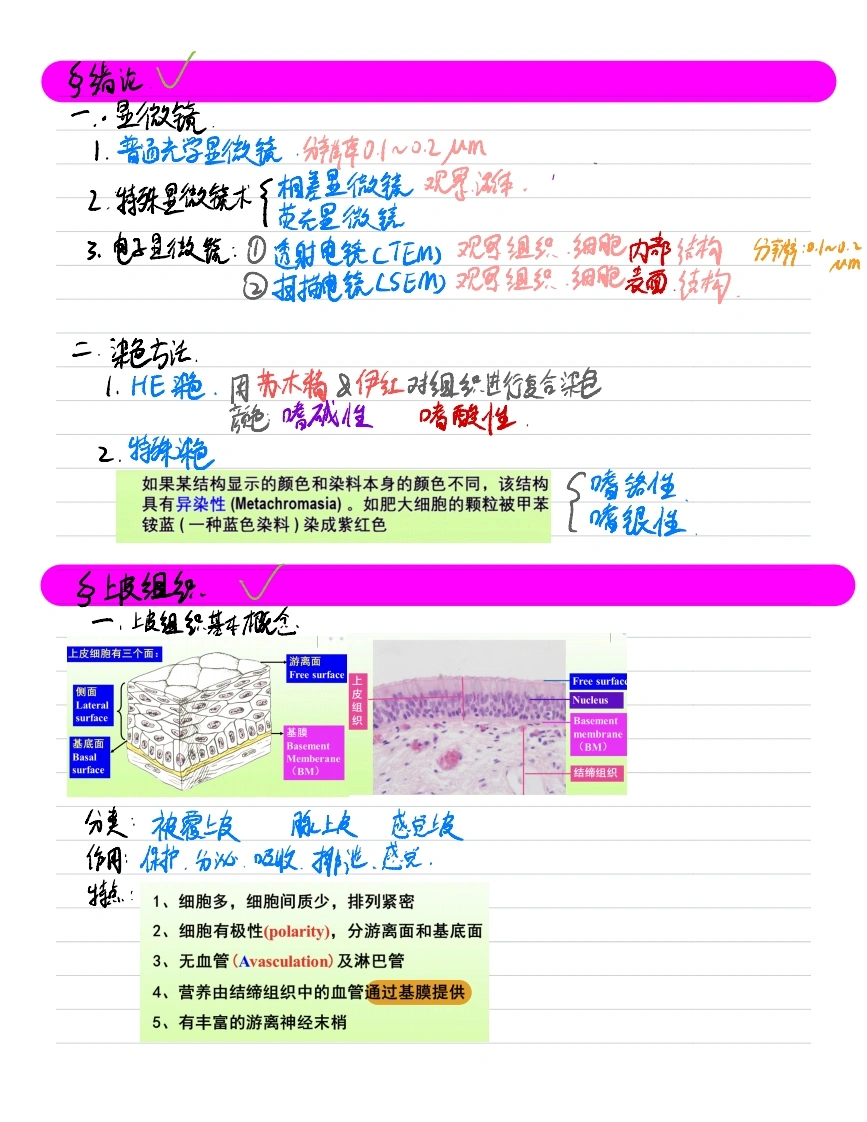 组织学与胚胎学(1)-医者文库