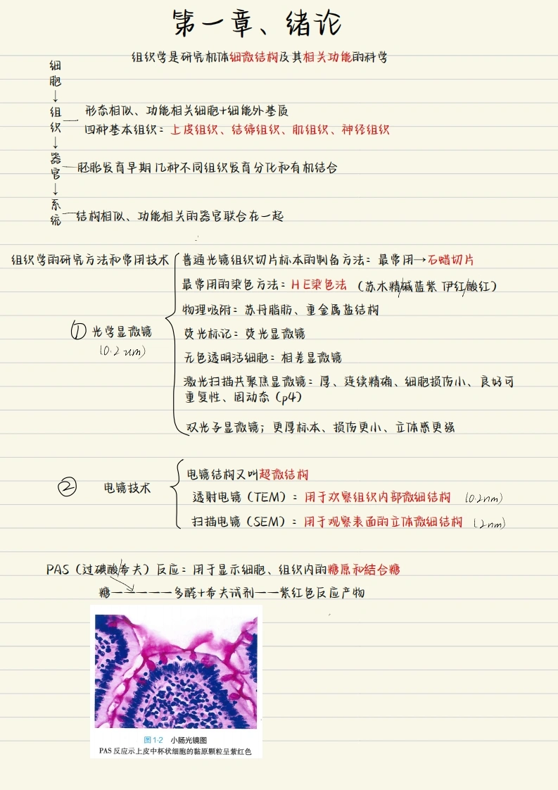 组胚重点笔记-医者文库