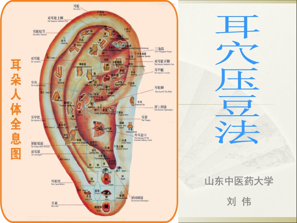 耳穴压豆法-医者文库